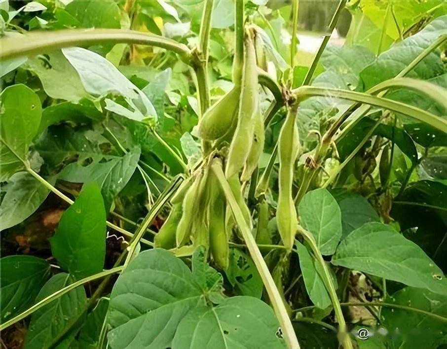 (高产必备)_病虫草害_种植_秸秆