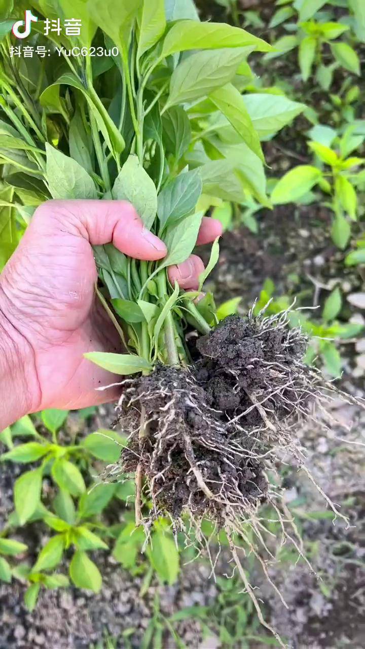 移栽辣椒辣椒种植