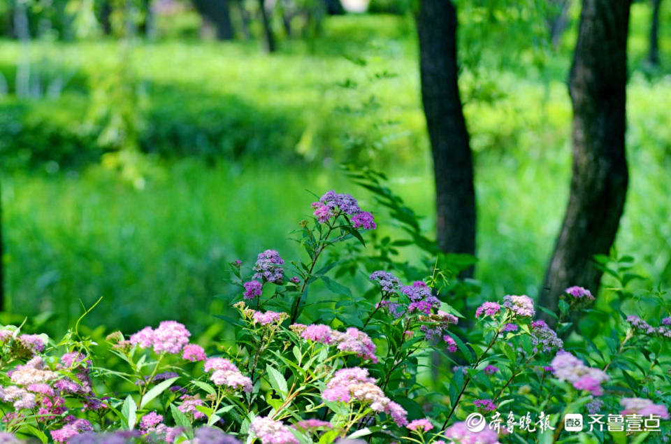 好景山东|小巧精致花姿绰约！济南森林公园绣线菊开美翻整个夏天