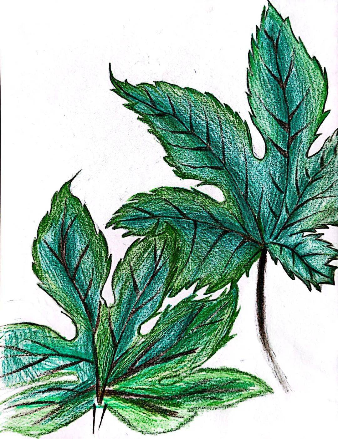 围观致远 | 草木如花,繁花似画——致远初中写生活动