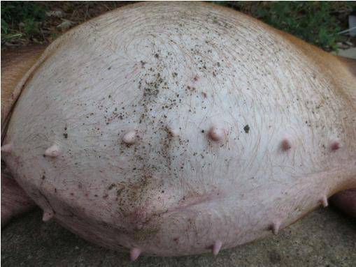 魏氏梭菌属一种产气荚膜梭菌,它在猪的肠道里面繁殖的过程中会产生