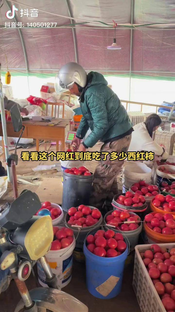 快来看看吧这个网红到底能吃多少普罗旺斯西红柿西红柿新鲜蔬菜蔬菜