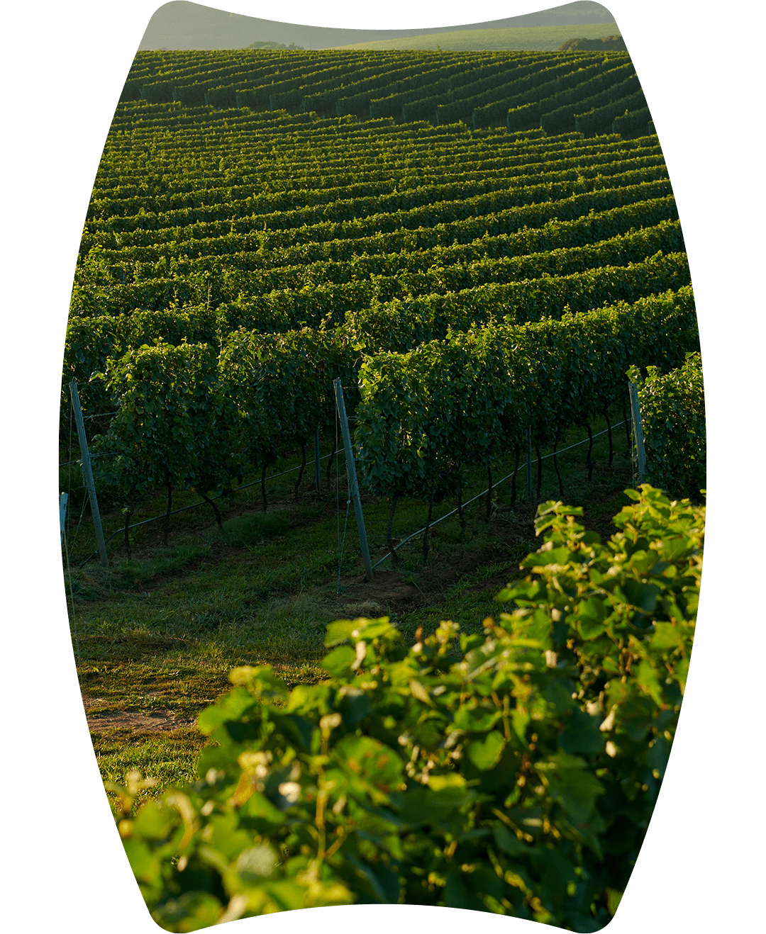 跨出门的第一步夏桐中国酒庄