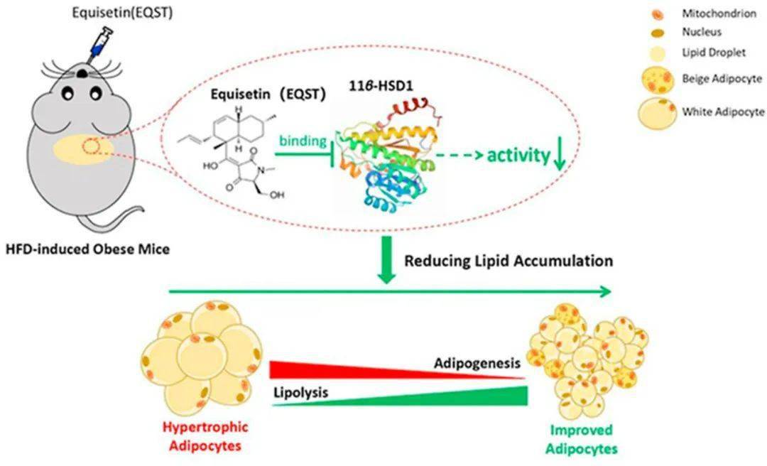 equisetin is an anti-obesity candidate through targeting 11 β