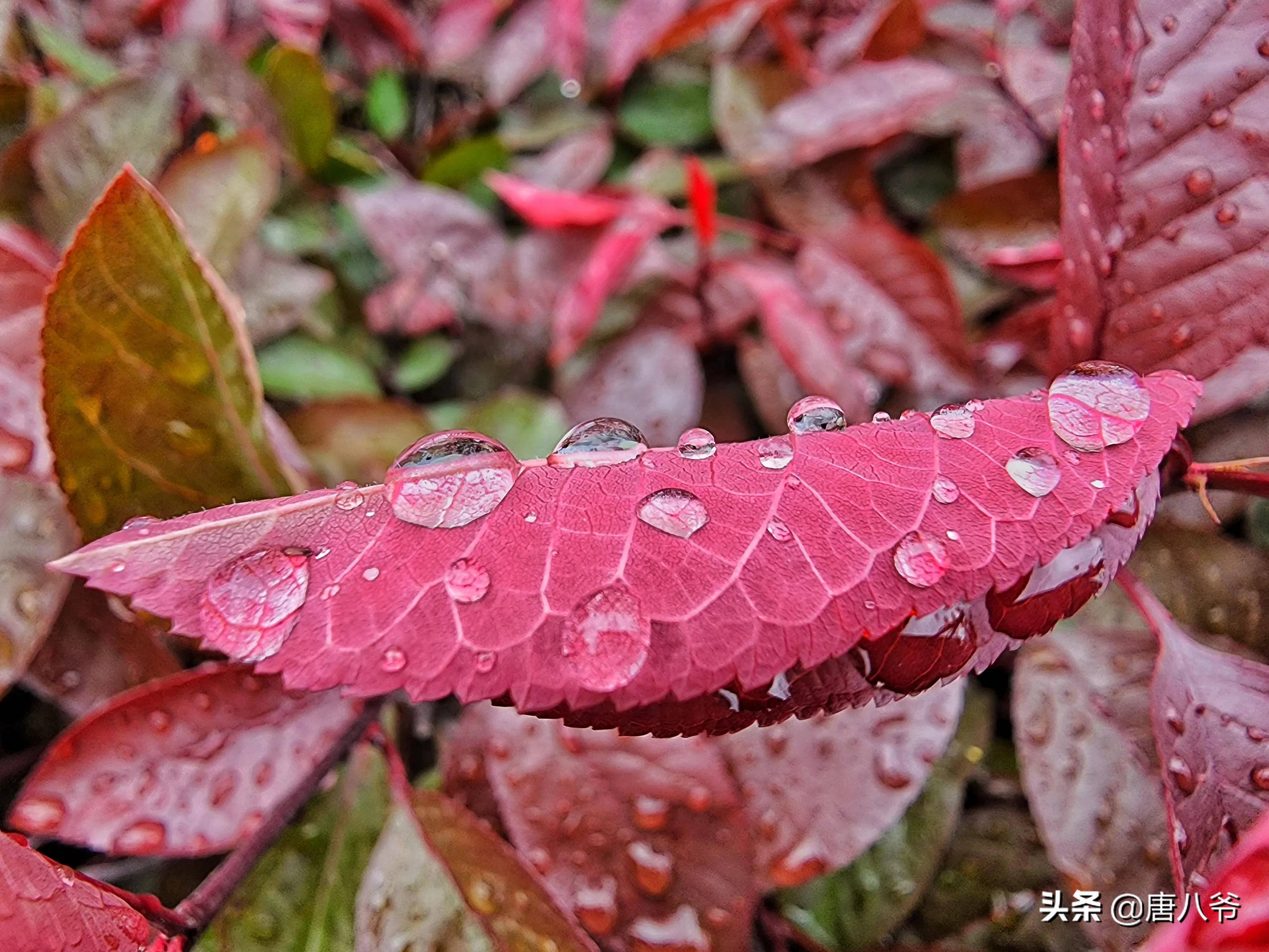 雨后露珠一个个在草丛中闪现