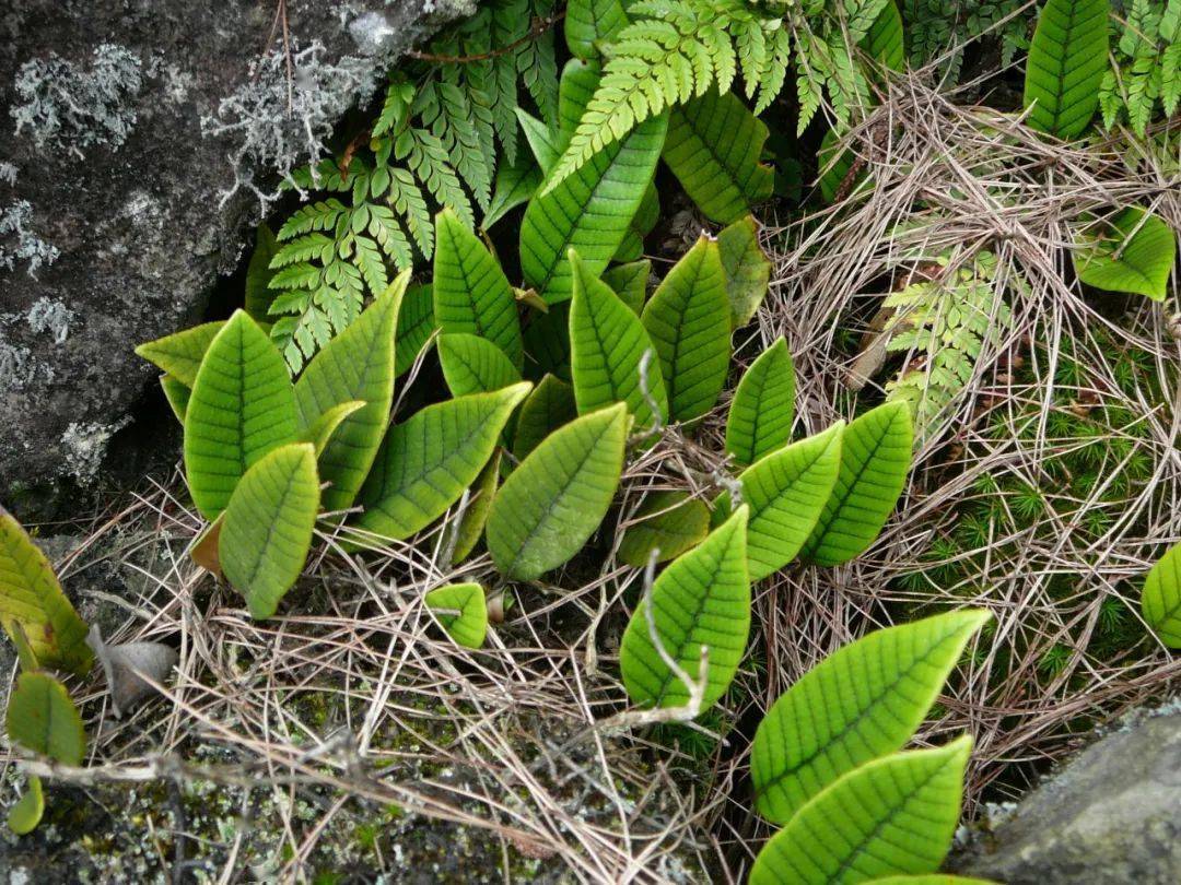 當心違法!_植物_石韋_葉柄