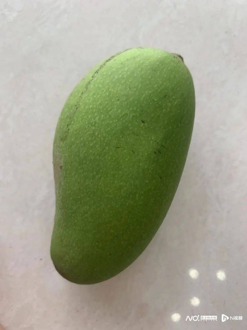这种果子别摘!广州街头常见_绿化_芒果_果实