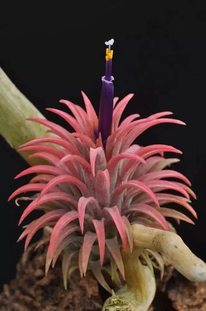 空气凤梨欣赏多姿多彩