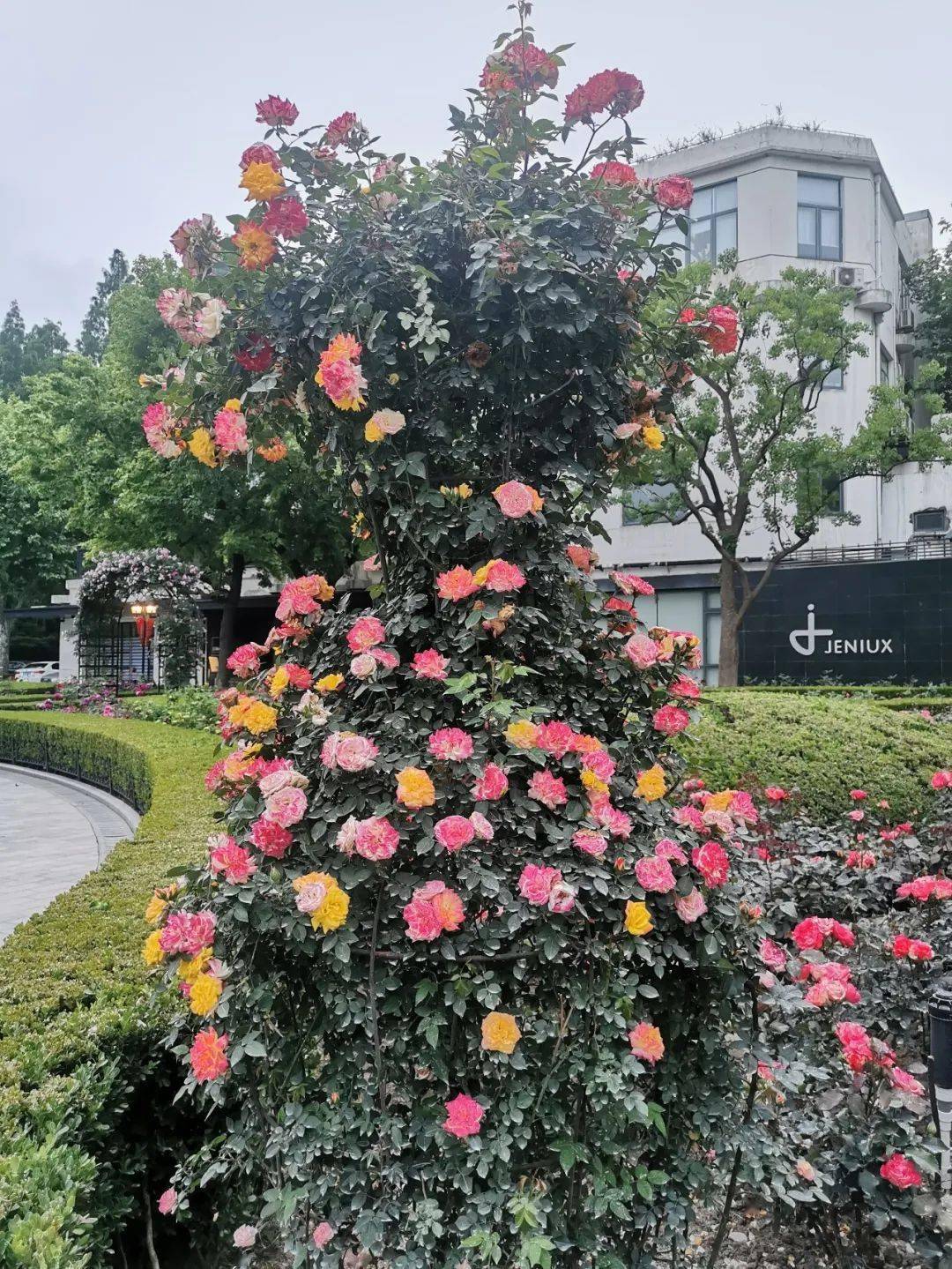 复兴公园玫瑰园正值最佳观赏期上一波美图