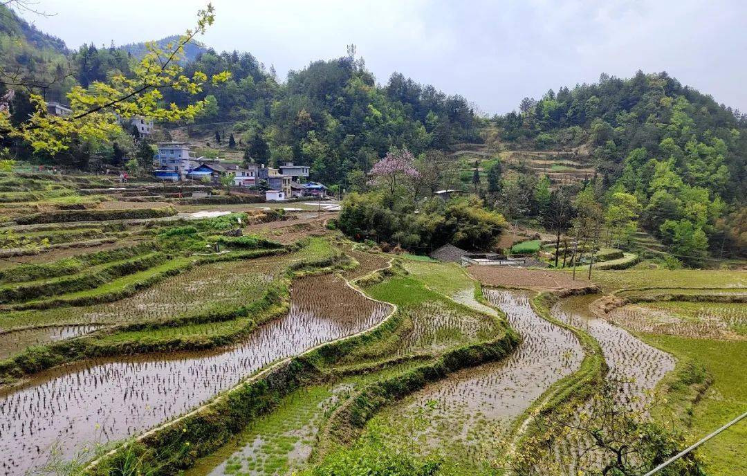 酉州村庄志丨酉阳这个村寨藏于群山之间山清水秀生态良好