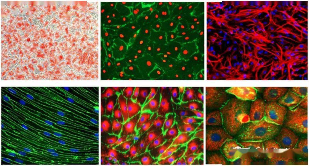 67原代细胞培养基础知识汇总
