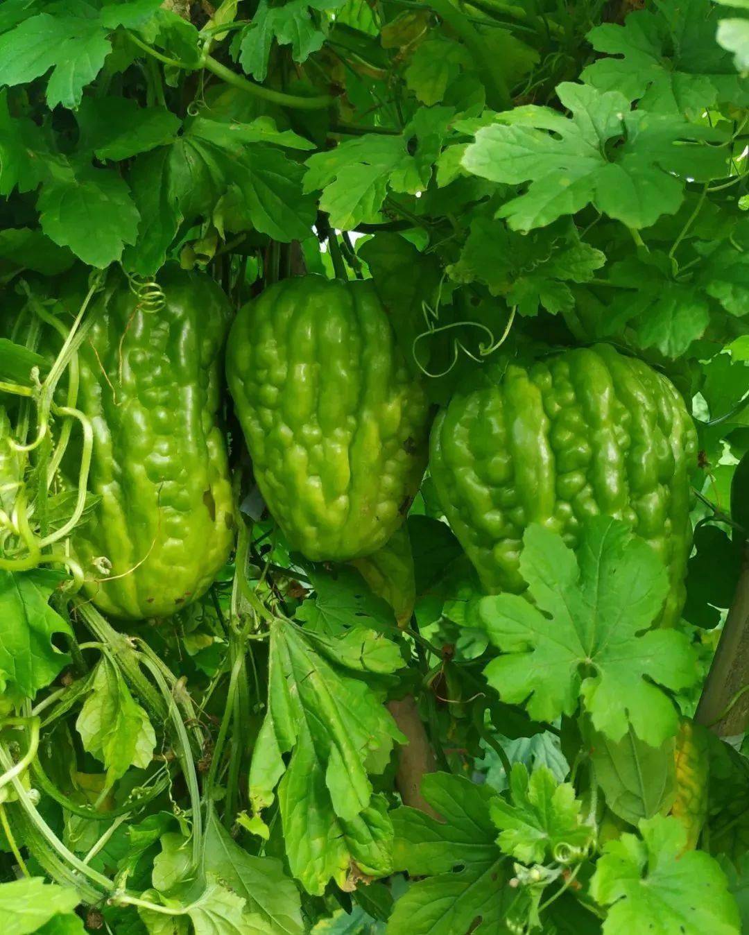 参团送好礼48元61包午餐国旅带你打卡lt杜远凉瓜小镇凉瓜科普长廊gt