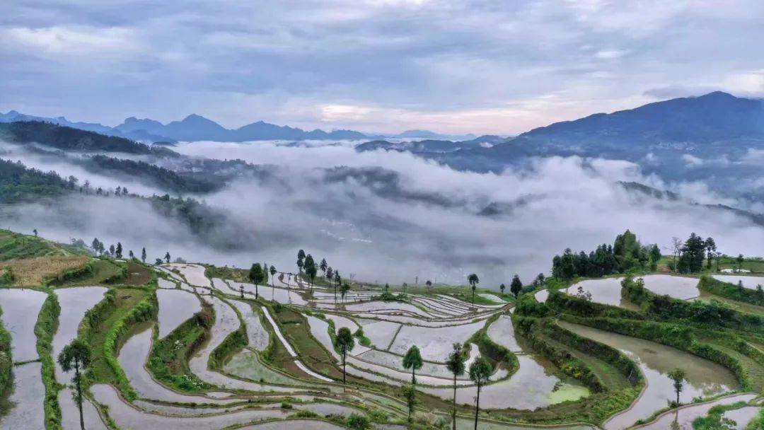 图话永嘉美丽乡村云中茗岙奏响梯田农旅最强音