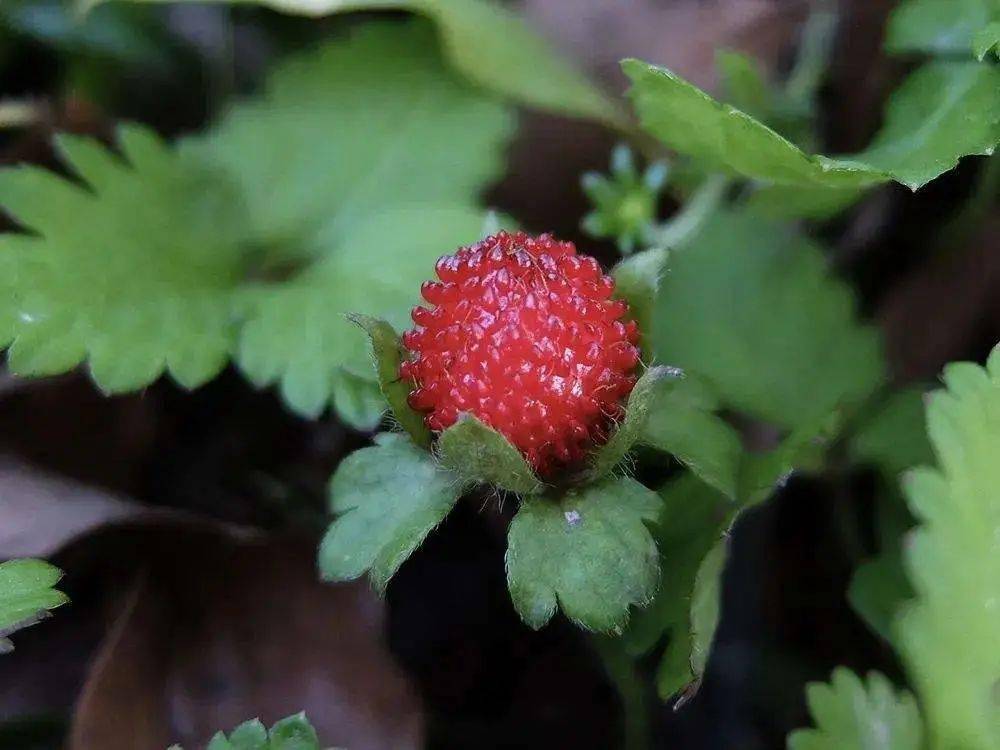 蛇莓真的像大人說的有毒嗎?_食用_草莓_作用