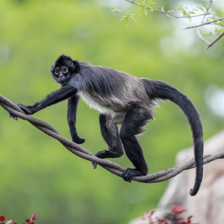 嘟嘟黑掌蜘蛛猴家族中的美少女