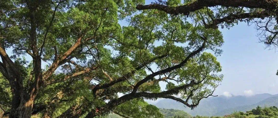 榕检守护丨“河湖长+检察长”共促大樟溪水质提升_永泰县_宣传_执法