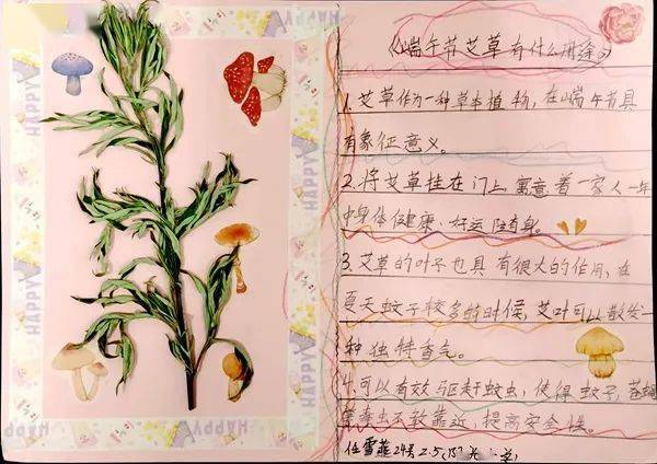 二年级的"小小科学家",用艾草制作标本.