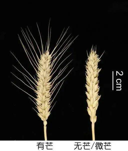 如芒在背,锋芒毕露,光芒万丈,针尖对麦芒.