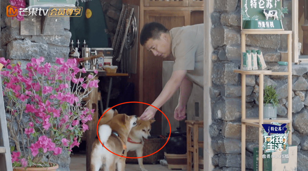 刘昊然惹柴犬生气追着跑道歉,网友:比女朋友都难哄