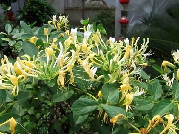 金银花金银花性味性甘,寒.归经归肺,胃经.功效清热解毒,疏散风热.