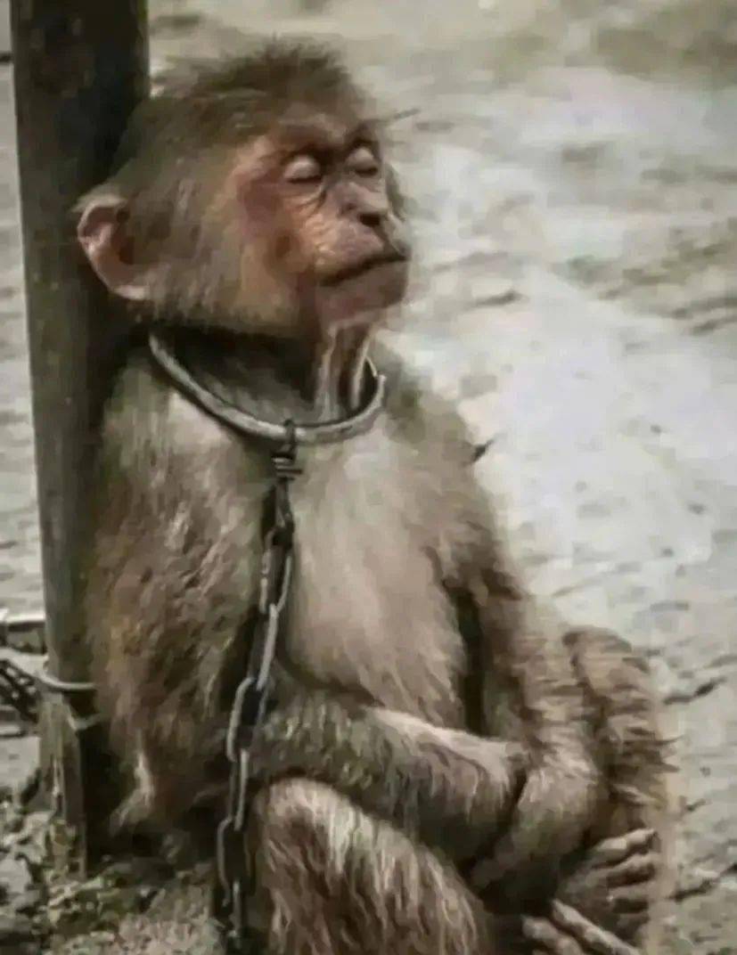 被铁链绑住,注射避孕药,连续伺候几百人后,她挣扎着死去……_猴子