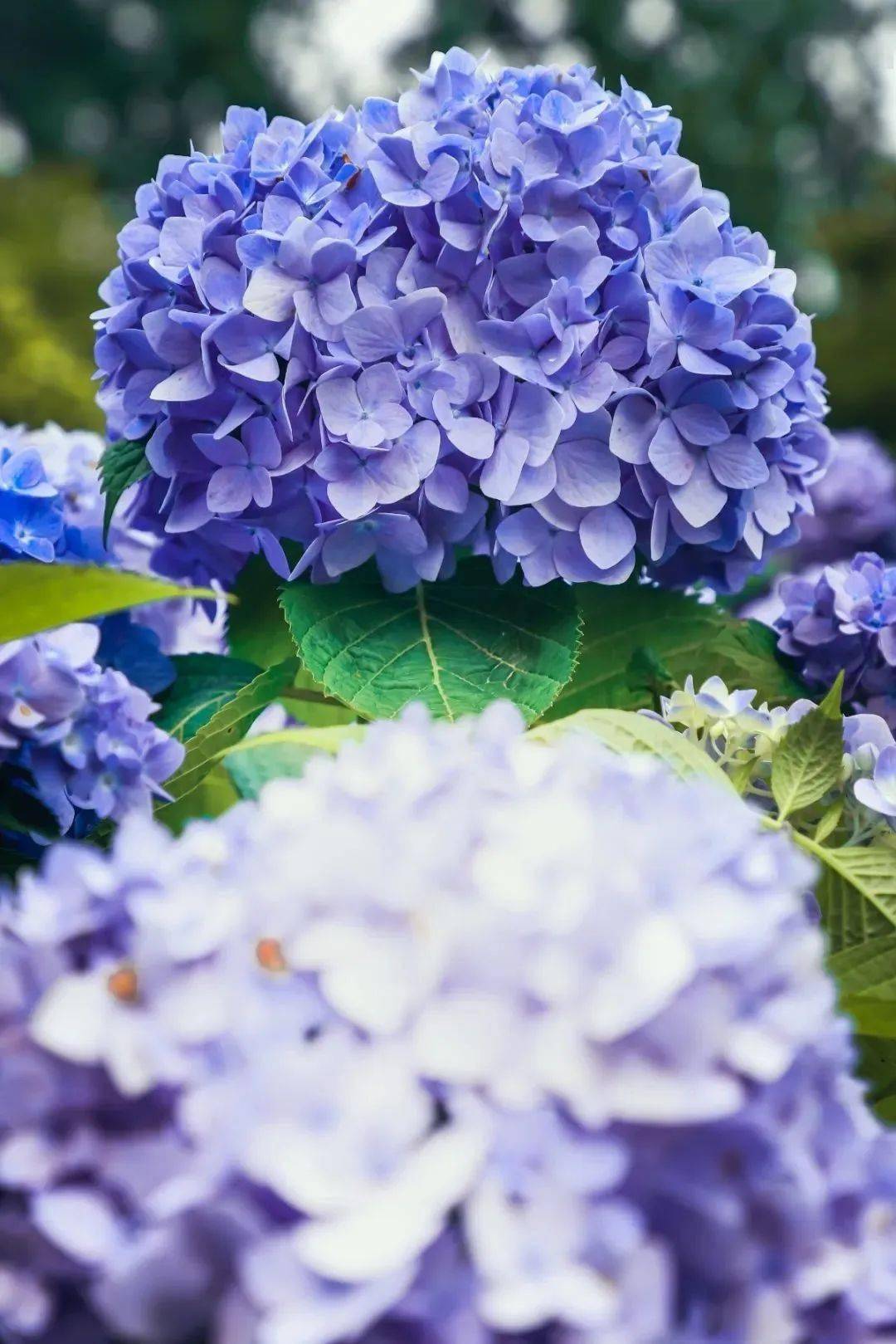 仲夏绣球花正当季,新一波美图来了|公园特色植物区_上海_波阳_主题