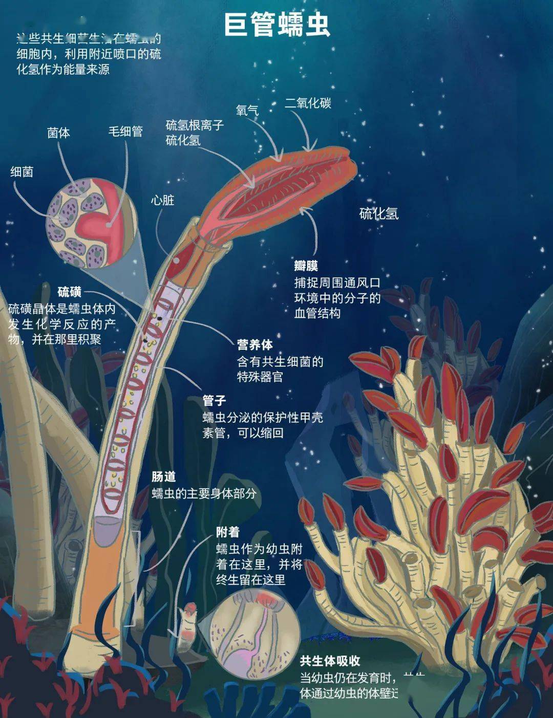 海葵结构图片