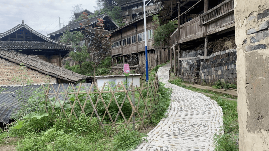 据了解,两汪乡岑熬村截至目前栽种樱花树400余棵,月季花,绣球花及