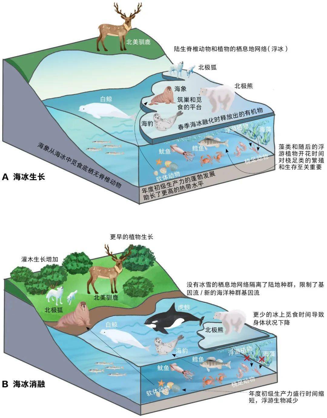 世界海洋日什么是海洋生态系统