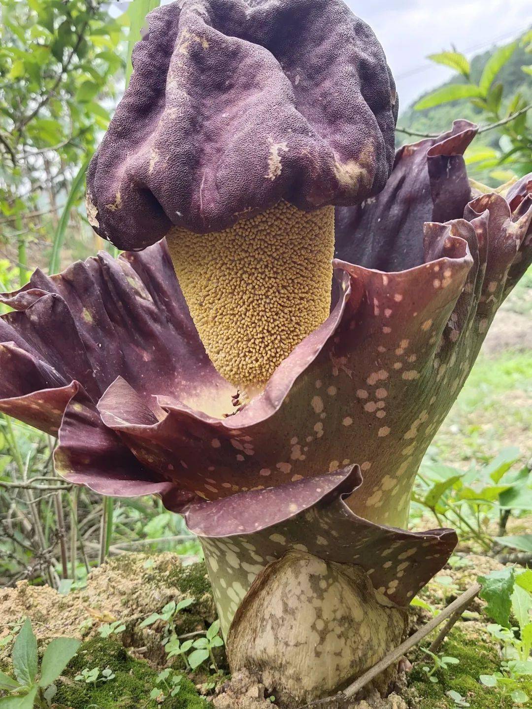 疣柄魔芋现身澜沧糯福