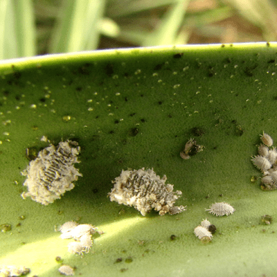 动植物检疫柬埔寨鲜食龙眼输华植物检疫要求