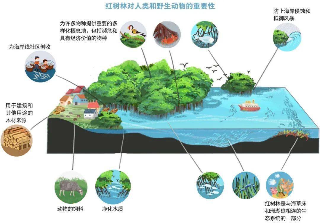 世界海洋日什麼是海洋生態系統