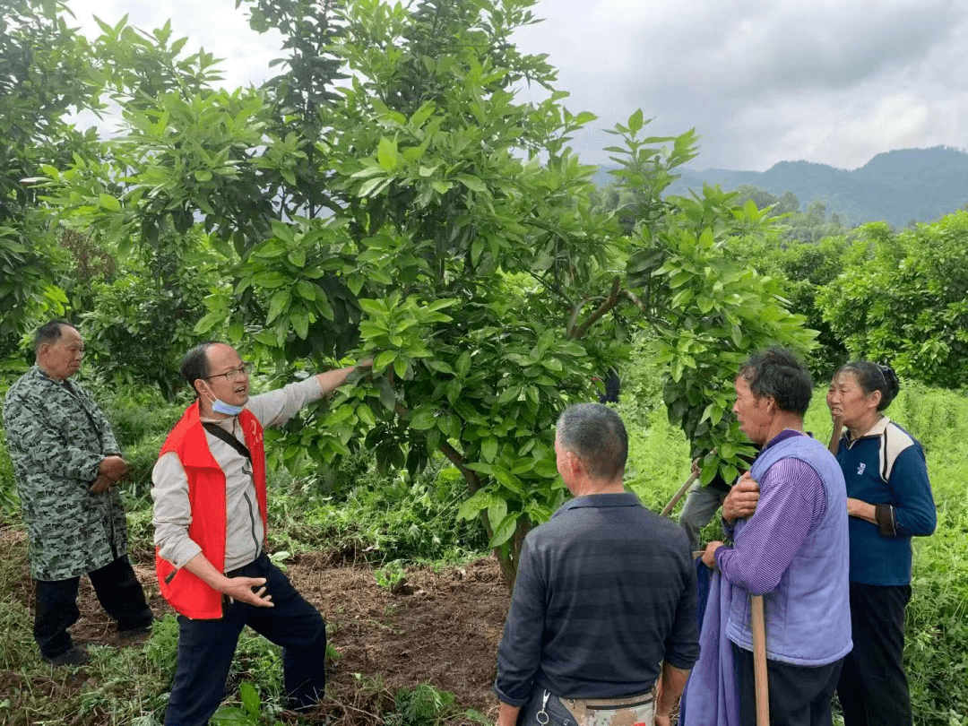 先锋托举共富梦】开江县"一村一点位"带动乡村振兴_长岭镇_寨村_分工