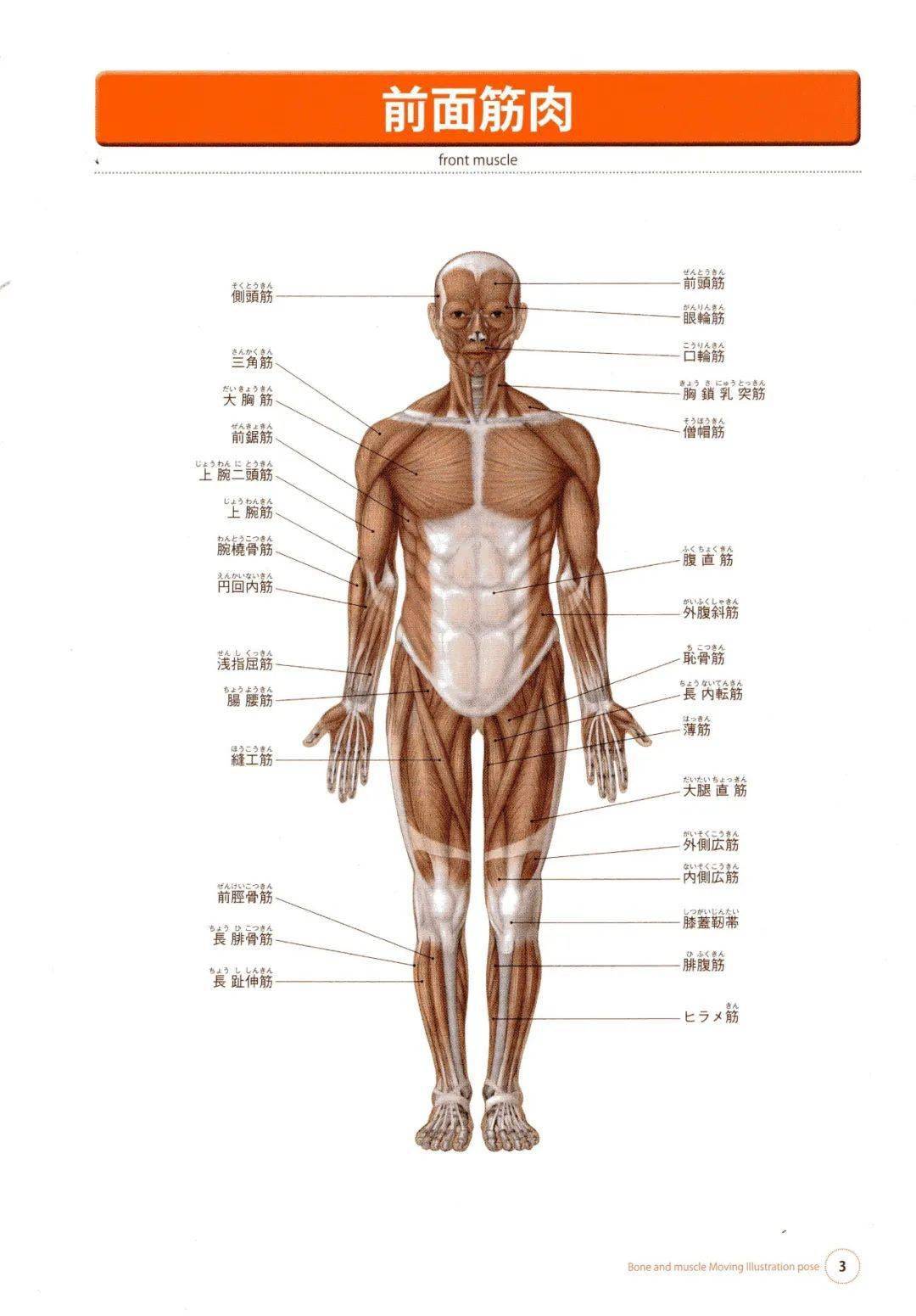 繪畫參考集透視骨骼和肌肉人體美術解剖圖