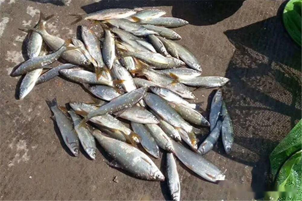 野钓黄尾鲴,要先了解3个独特习性,甭管什么水面,都能钓爆护_青苔_钓友