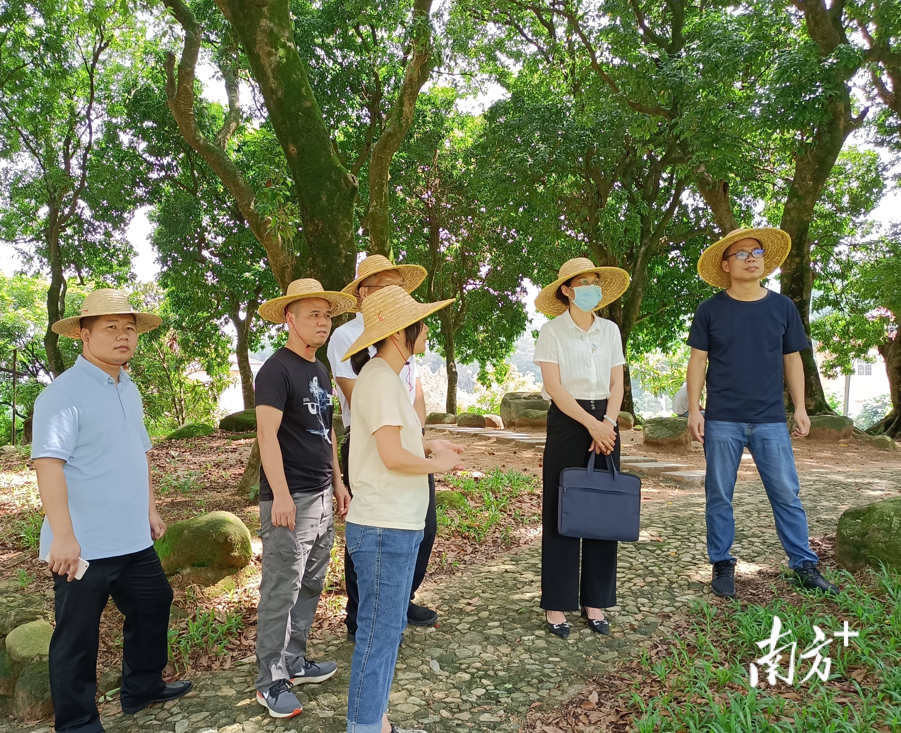 馮海燕到六祖鎮調研要求穩步推動強村富民的綜合素質和能力水平