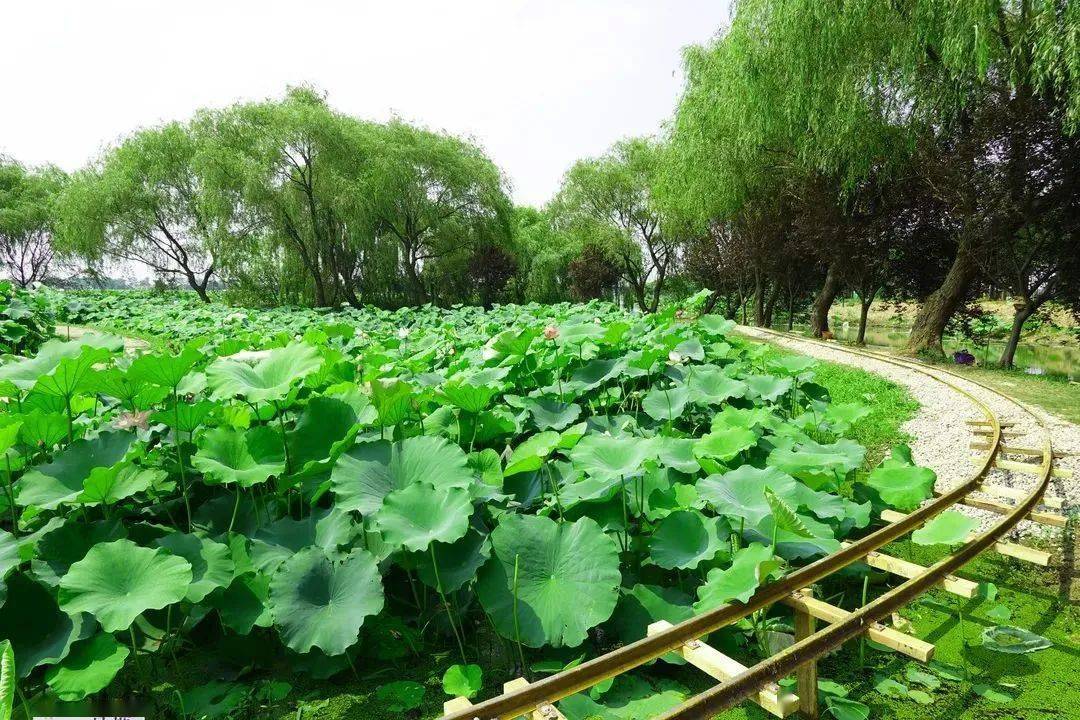 好消息,金湖荷花蕩今天開園啦!_景區_荷塘_夏天