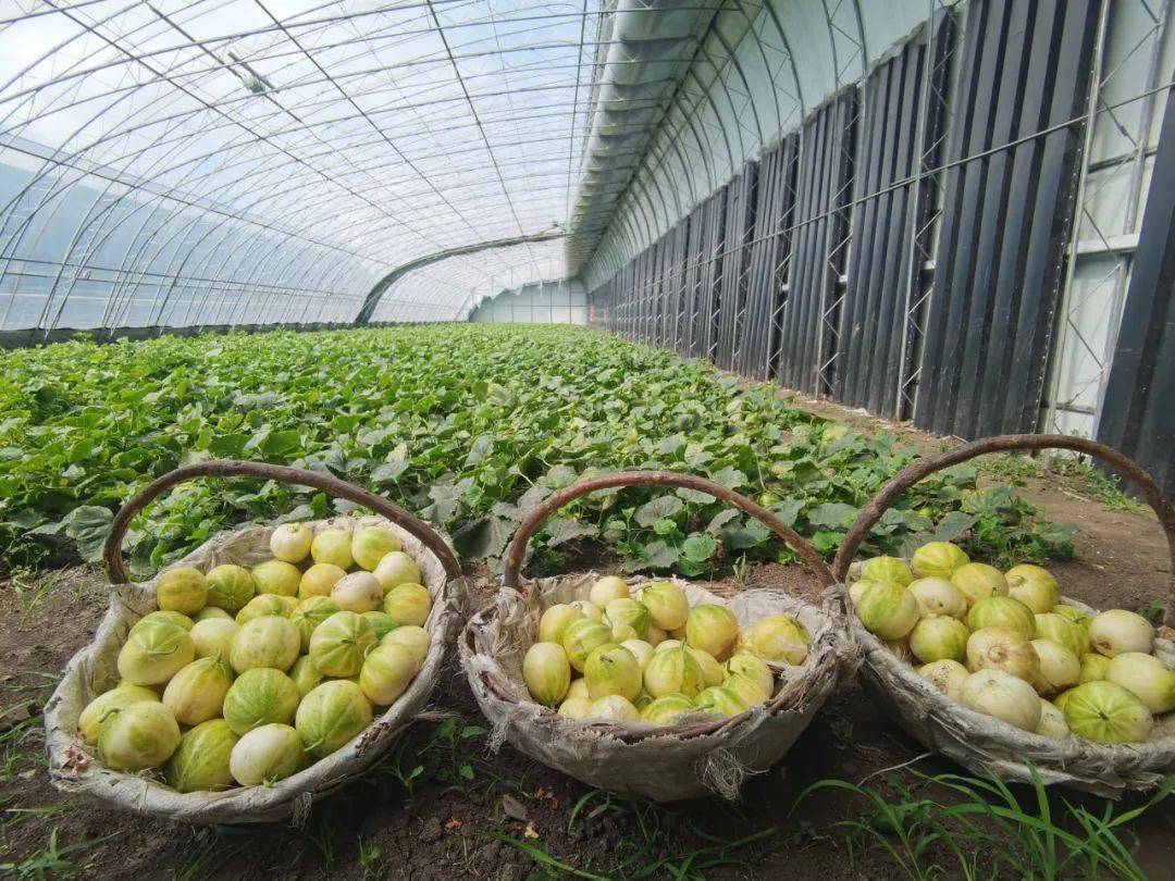 牛奶香瓜已上市 微风送来瓜果香_种植_新村_大棚