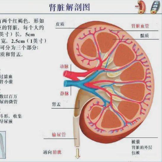 五脏养生之“肾”_生殖_人体_物质