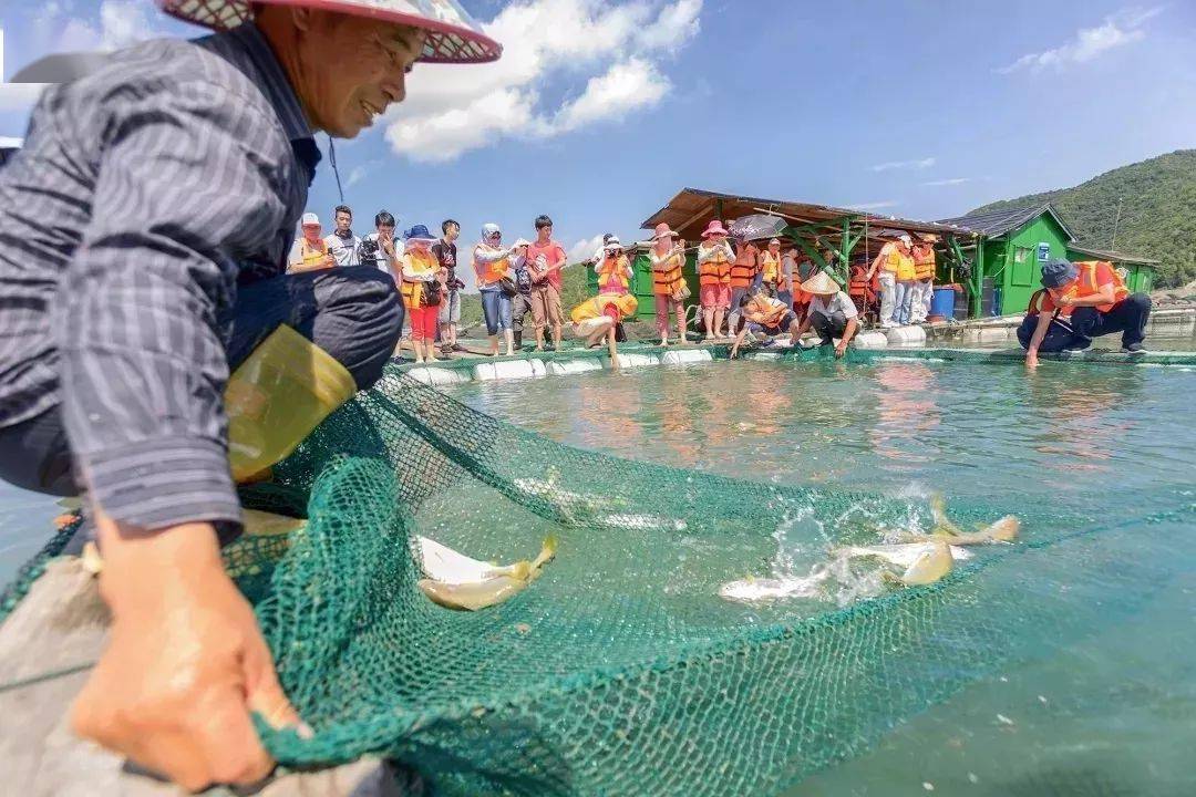 象山這個村黃魚年產值超億元