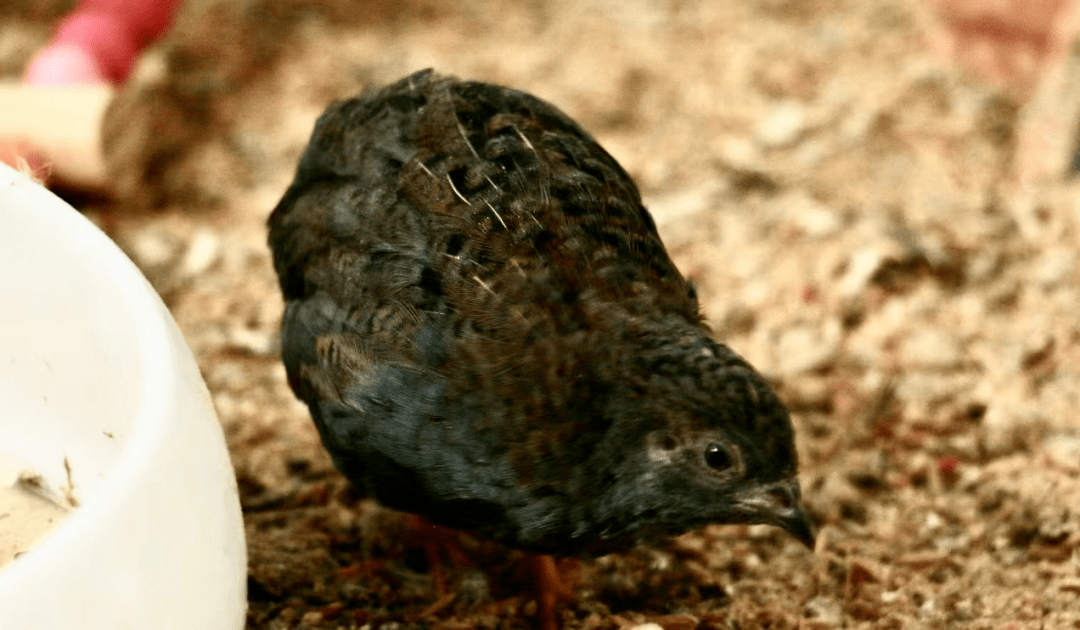 这就一起来看看吧~养芦丁鸡需要注意的几个问题,小