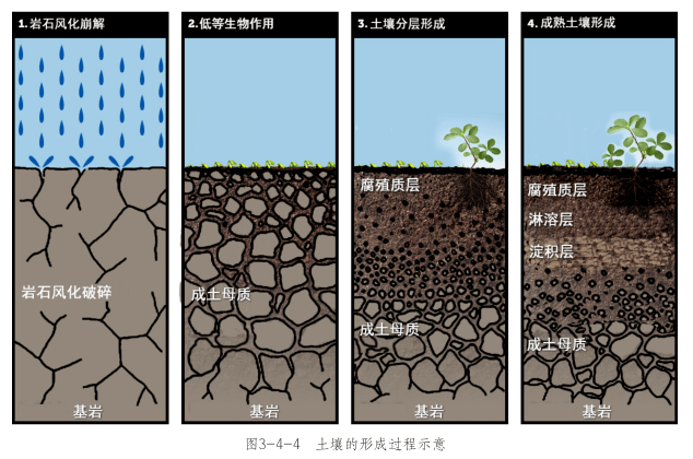 图鉴 关于土壤_合作_服务_成土