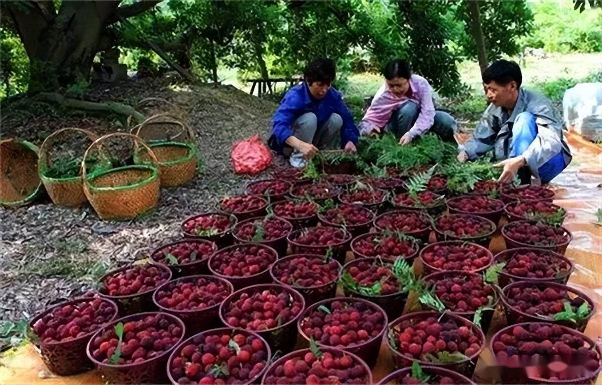 东魁杨梅市场一斤20元,产地却仅3元,还遭人嫌弃,果农欲哭无泪_水果