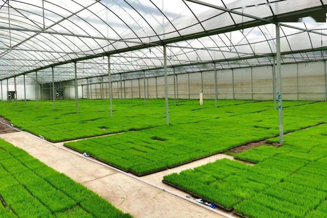 赣州三农赣州创新五个一推进水稻机械化育秧中心建设