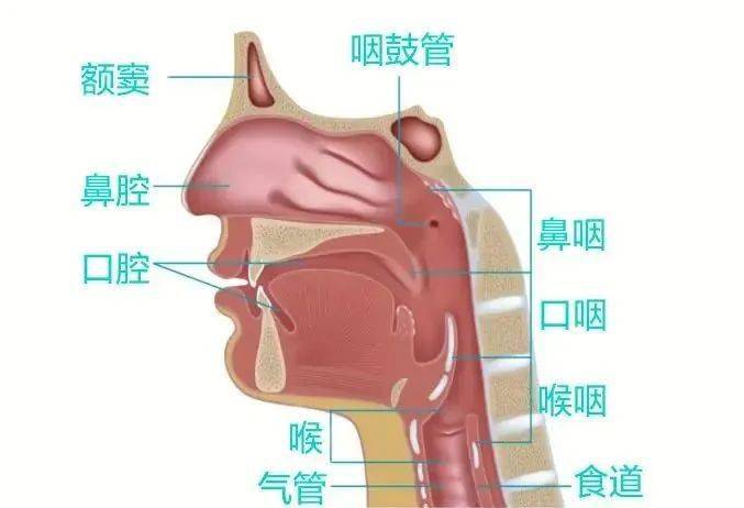 下咽部在什么位置图片图片