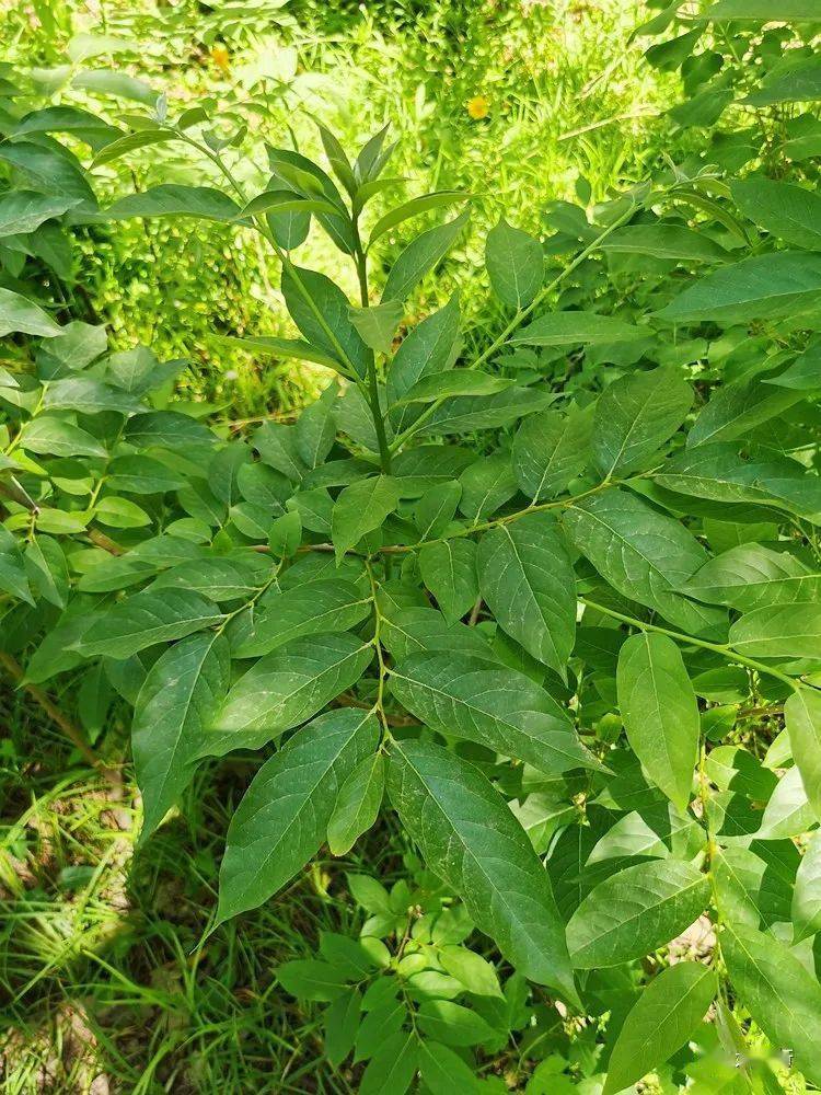 子雌雄异株,广阳谷我发现的这株是雄株,雄花1-3朵腋生,簇生,几乎无梗