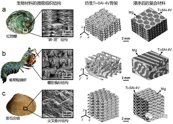 中科院金属所新型镁钛仿生材料结构优化设计研究取得新进展