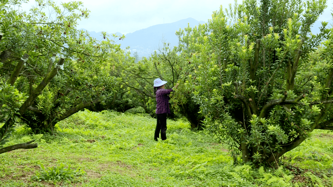 【走进乡村看小康】马场镇李家村:六月红实缀青枝 杨梅采摘正当时