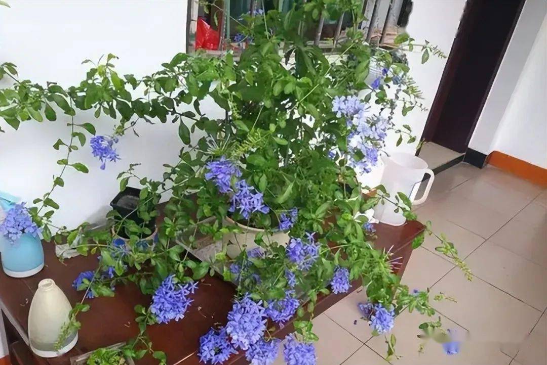 如何把蓝雪花养出"美感"?先要学会"剪",其次才是"养"!_修剪_开花_枝条