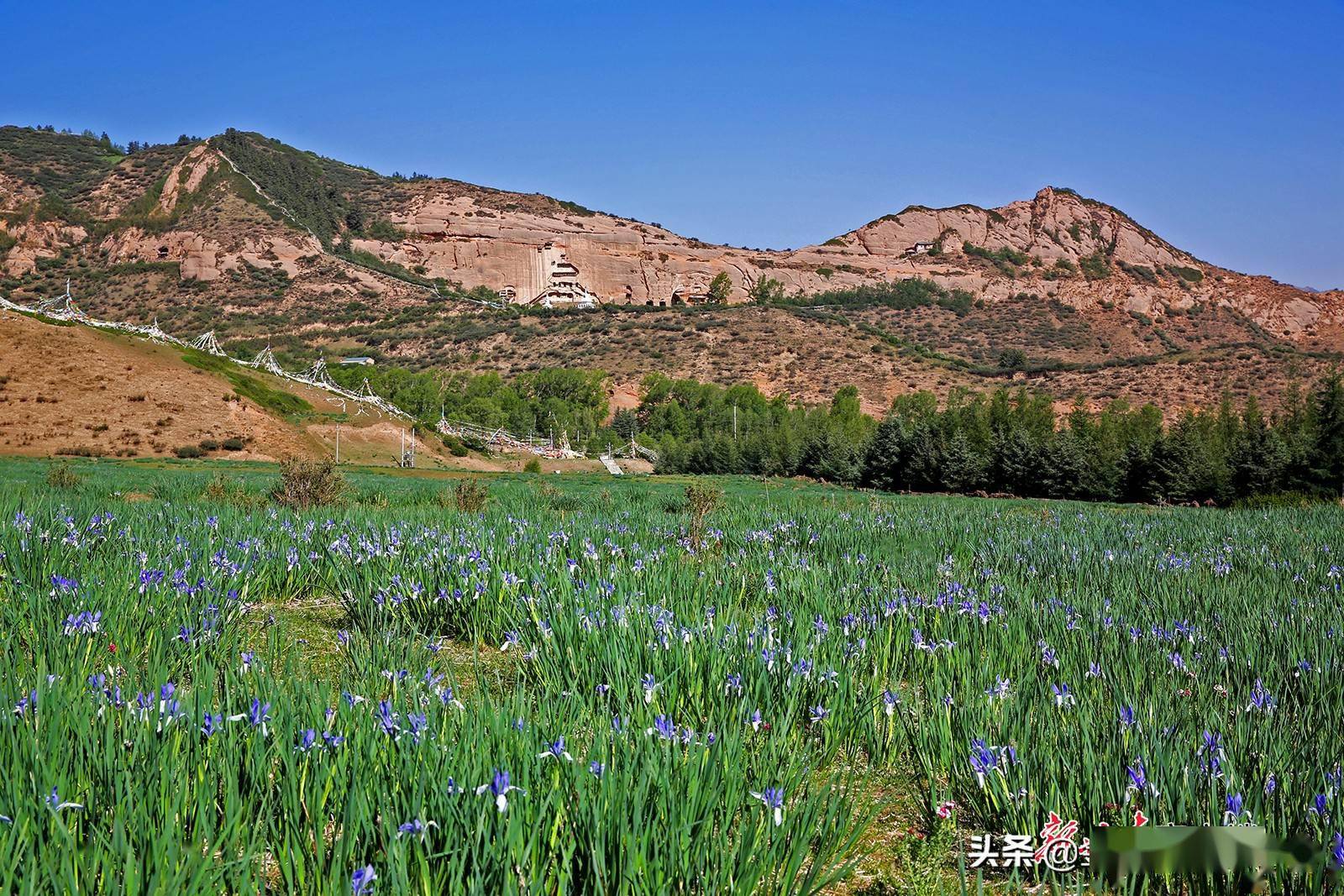 张掖:祁连山下马兰花盛开_马莲花_草原_风景区